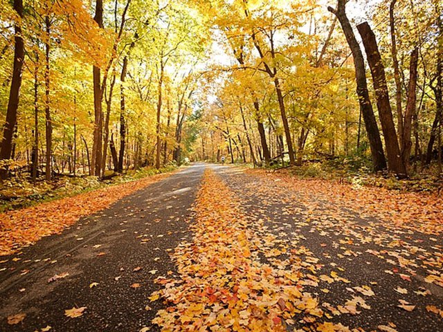 Recreation-LeafPeeping-Arboretum-crJeff MillerUW-Madison-10082015.jpg