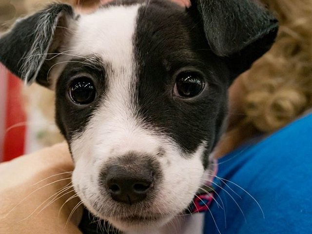 calendar-Wisconsin-Dog-Fair-cr-Shauna-Marlowe.jpg