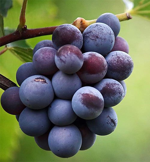 Snapshot-King-of-the-North-Grape-Aside-08012024.jpg