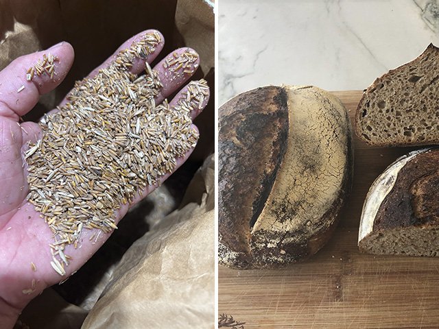 Kernza grains and a sourdough loaf.