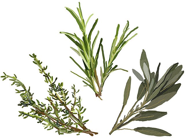 Cover-Rosemary-Sage-Thyme-crJenniferLeaver-11122015.jpg