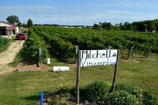 mitchellvineyards090813a.jpg