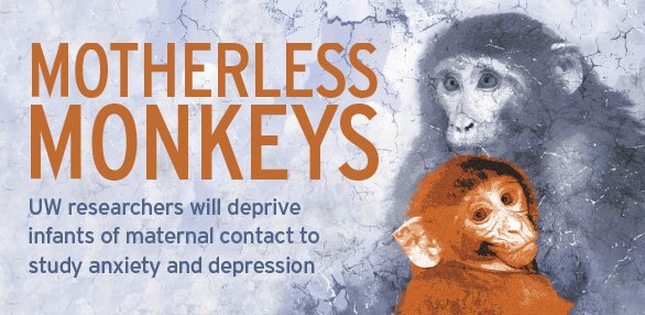University of Wisconsin to reprise controversial monkey studies - Wisconsin  Watch