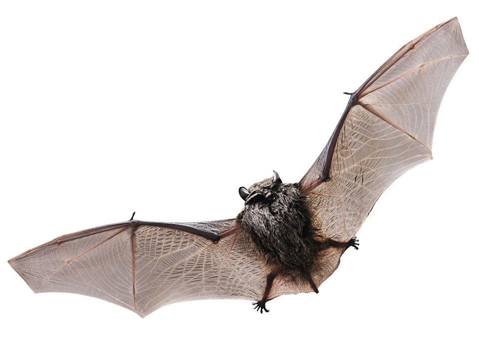 Nature-BatsLeadArt02-05-2015.jpg