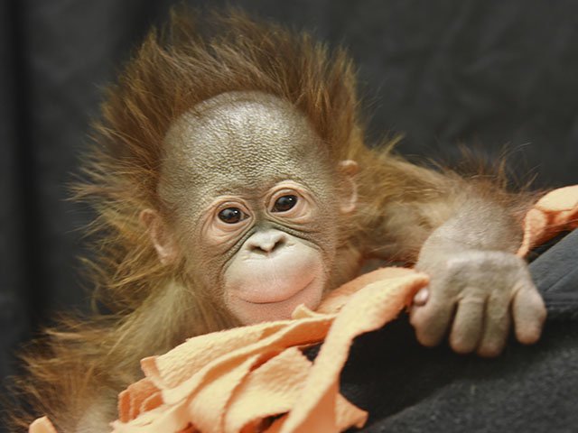 News-Keju-Orangutan-crHenryVilasZoo-08202015.jpg