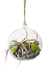 GiftsCoworkers-MakerskitHangingAirPlant198px-2015.jpg