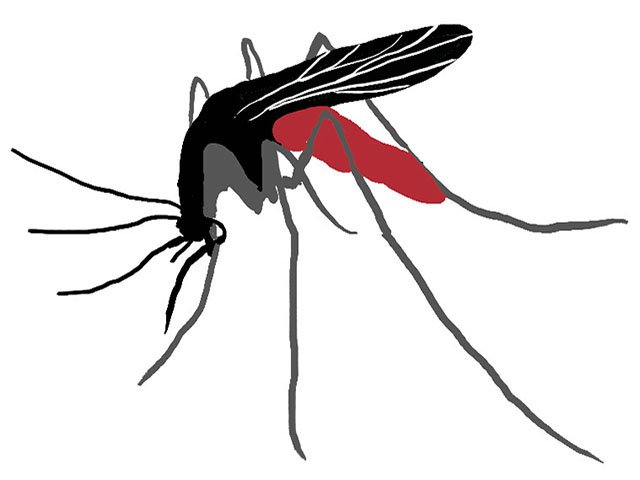 Cover-Mosquito-crPhilipAshby-11262015.jpg