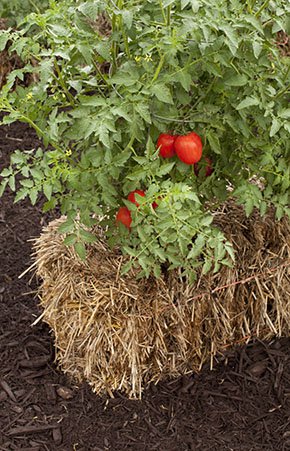 abode-Straw-Bale-tomato-crTracyWalsh-05052016.jpg