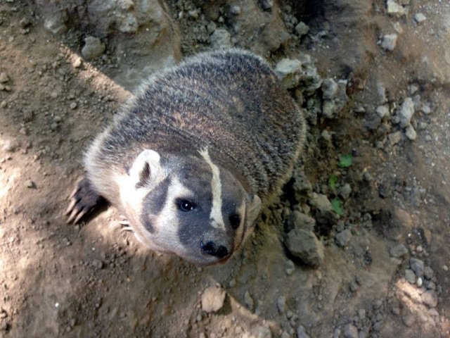 calendar-Vilas-Zoo-badger.jpg