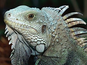 WIR-Iguana-290w-11102916.jpg