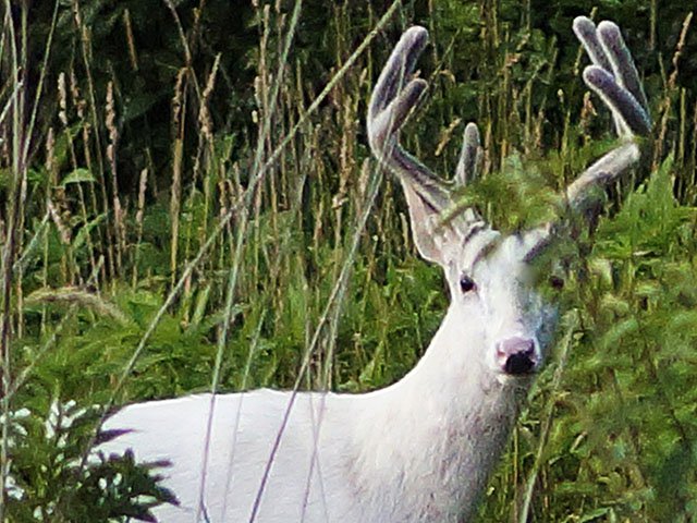 Fear for the white deer - Isthmus | Madison, Wisconsin