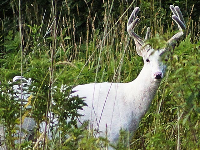 News-White-Deer-crMikeRichard-12152016.jpg