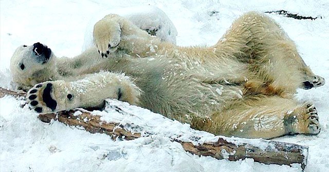 rec-polar-bearHenryVilasZoo-01262017.jpg