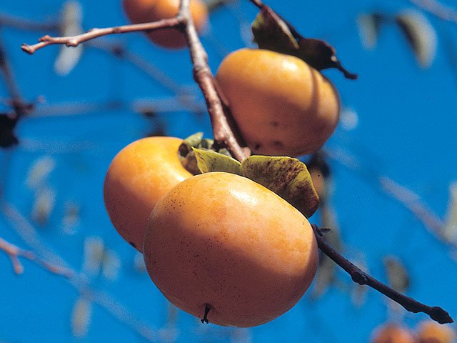 Emphasis-Emily-Plants-persimmon-tree-03302017.jpg