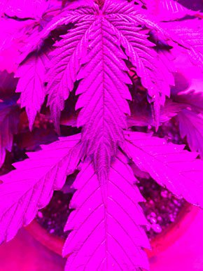 News-Marijuana-Leaves_crCarolynFath-04272017.jpg