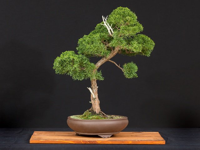 calendar-bonsai.jpg