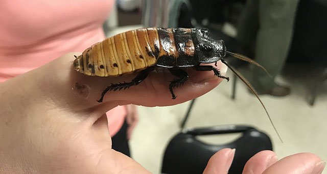 Snapshot-Wisconsin-Reptile-Expo-cockroach-crDylanBrogan-09212017.jpg