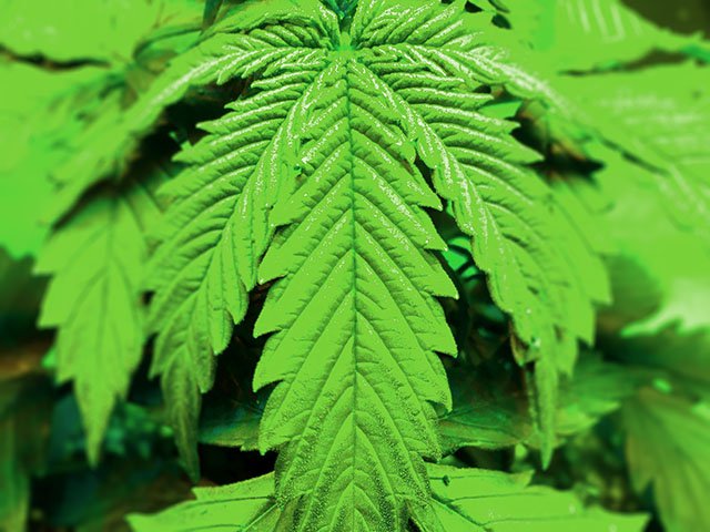 News-Marijuana-Leaves-crCarolynFath-02142018.jpg