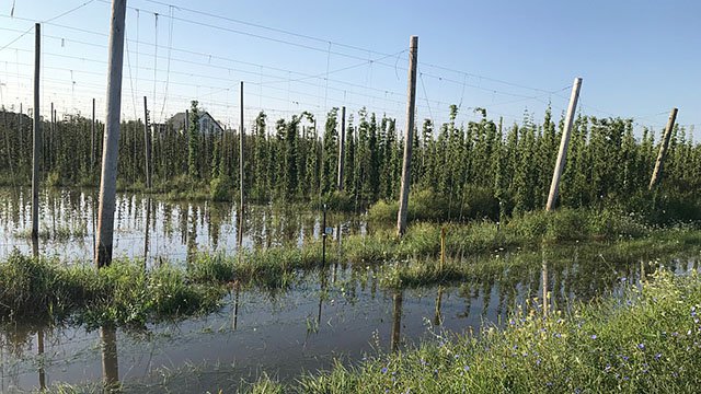 Beer-Hop-Garden-hop-yard-flood-crRichJoseph-08302018.jpg