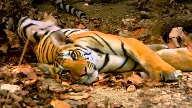 Screens-Cats-Tiger-Spy-in-the-Jungle-11282019.jpg