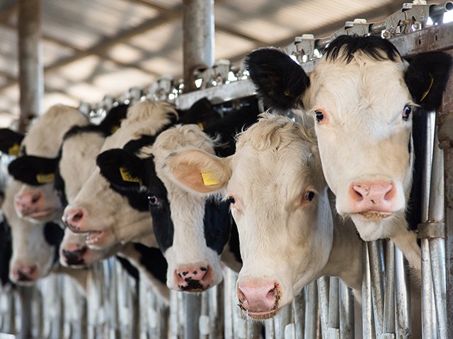 638702562 - Cows on a farm stand barn