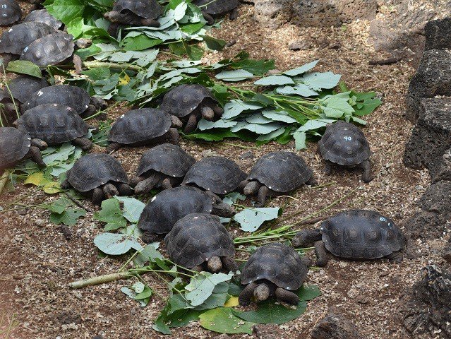 calendar-galapagos-tortoises-GettyImages.jpg