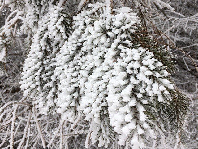 calendar-winter-ice-rime-bk.jpg