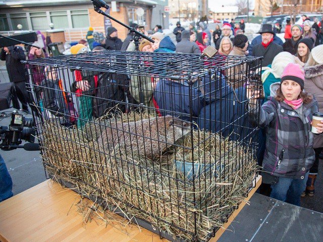 Sun Prairie Groundhog Day - Isthmus | Madison, Wisconsin