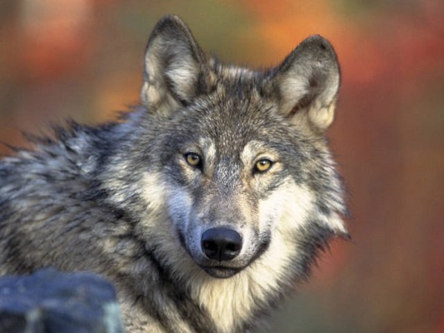 gray wolf (1).jpg