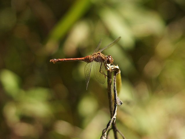 calendar-Meadowhawk_dragonfly-cr-arb.jpg