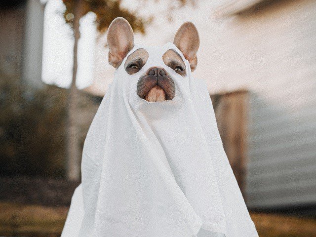 calendar-ghost-dog-cr-karsten-winegeart-lKAxn648B7A-unsplash.jpg