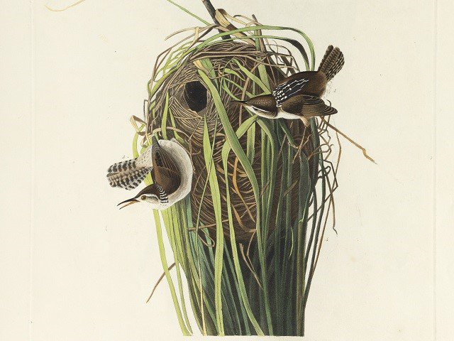 calendar-Chazen-Audubon-marsh-wren-detail.jpg