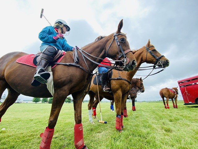 Riders and horses prepare for polo.