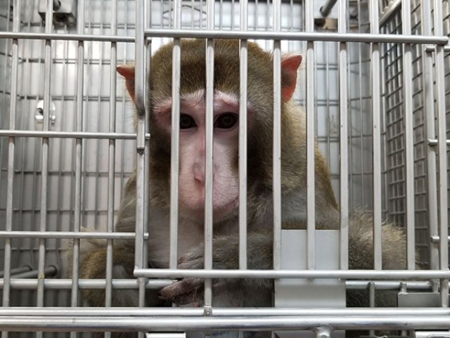A rhesus macaque in a cage.