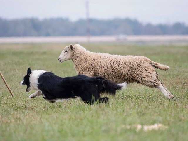 A border collie herds a sheep.