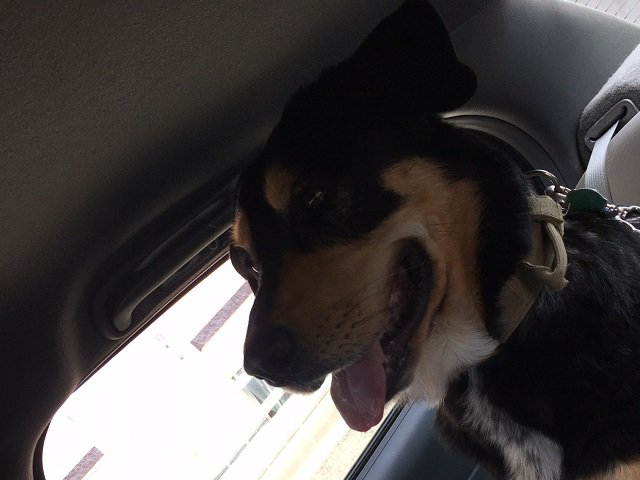 A dog in the back seat of a car looking happy.