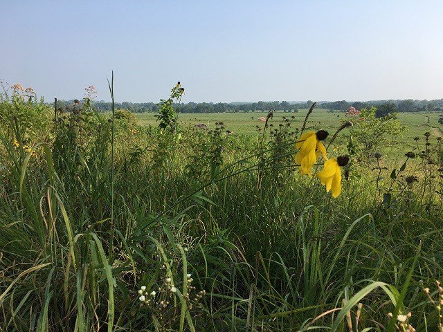 Prairie plants in late summer.