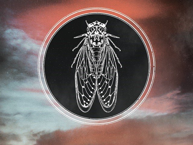 A graphic of a cicada.