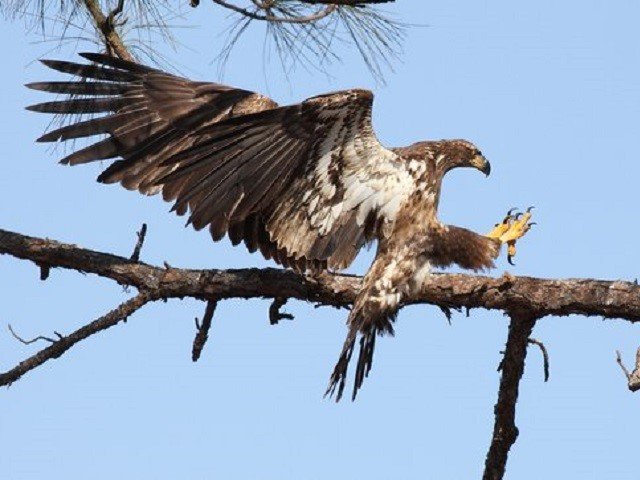 A juvenile bald eagle.