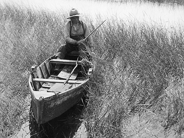 Harvesting wild rice 1941
