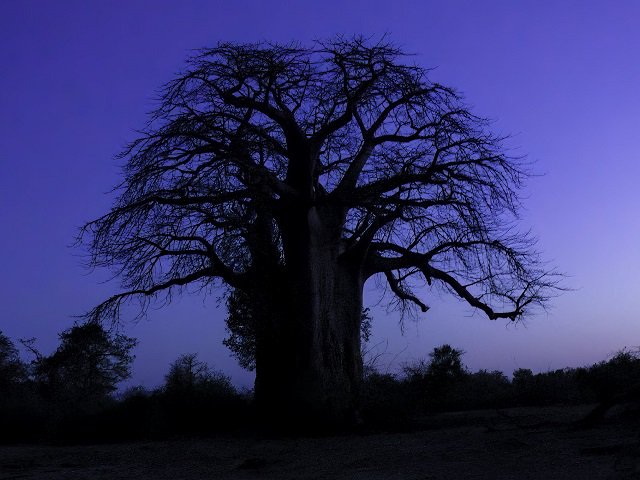 A photograph of a tree at dusk.
