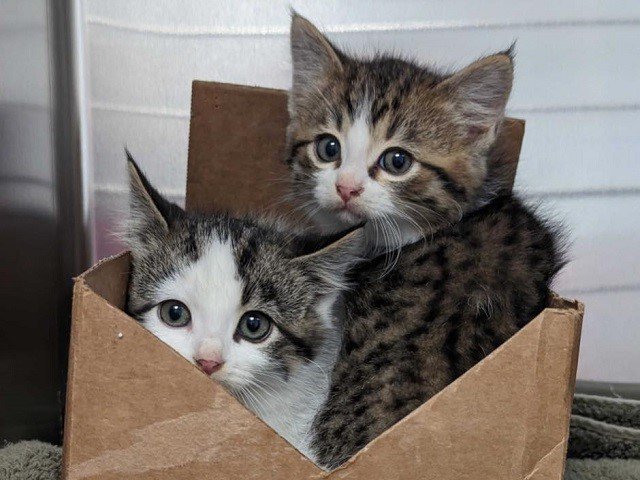 Cute kittens in a box.