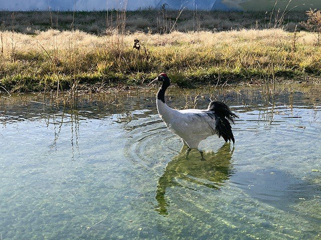 A black necked crane in a pond.