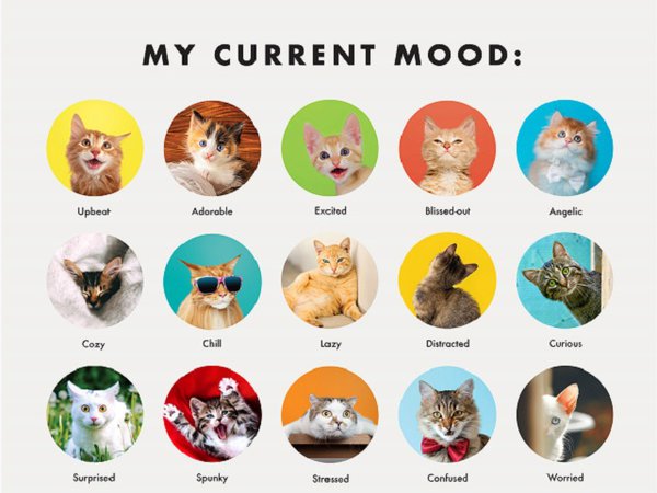 A poster called "My Current Mood" showing many cute cat photos with a mood associated with them.