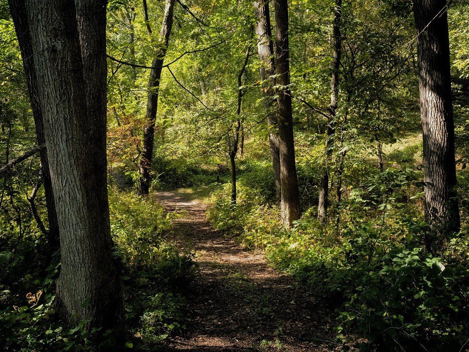 A wooded path.