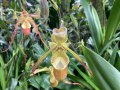 A close-up of an orchid.