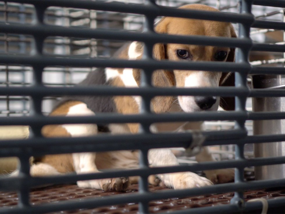 Cover-Ridglan-Farms-Beagle-Cage_crDirectActionEverywhere-03072024.jpg