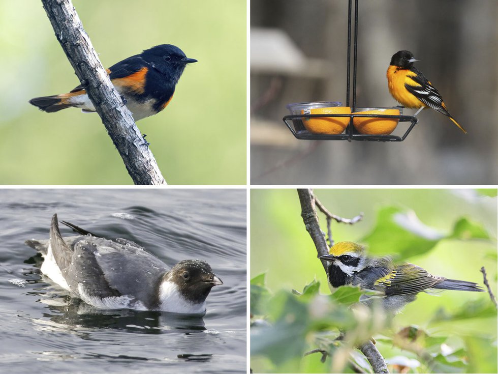 Cover-Story-Birds-American-Redstart-Baltimore-Oriole-Ancient-Murrelet-Golden-Winged-Warbler_crCynthiaCarlson_StevenThompson_RyanBrady-05022024.jpg