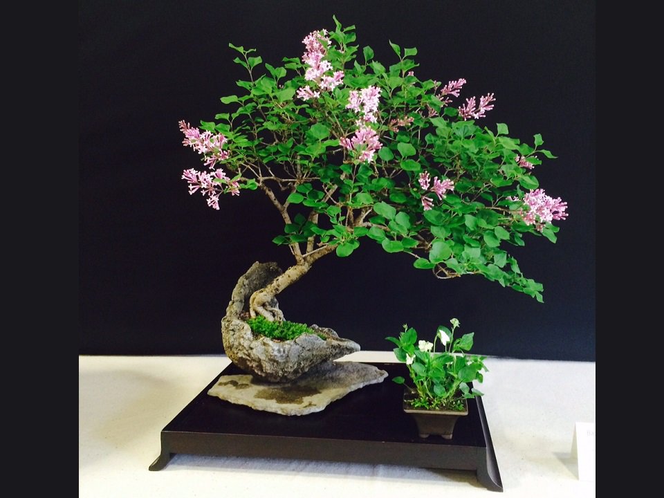 A lilac bonsai.