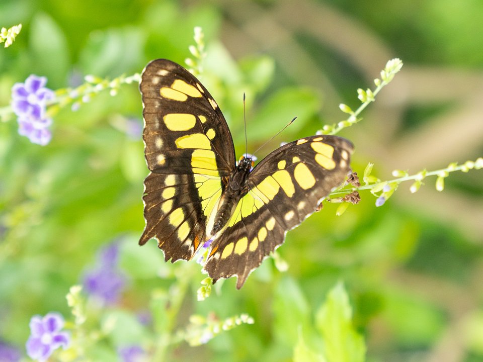 Blooming Butterflies is an annual summer event at Olbrich Gardens.